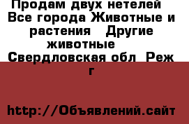 Продам двух нетелей - Все города Животные и растения » Другие животные   . Свердловская обл.,Реж г.